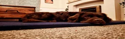 Mixed Breed dogs for sale: Cockerdor for rehoming  - Advert 1
