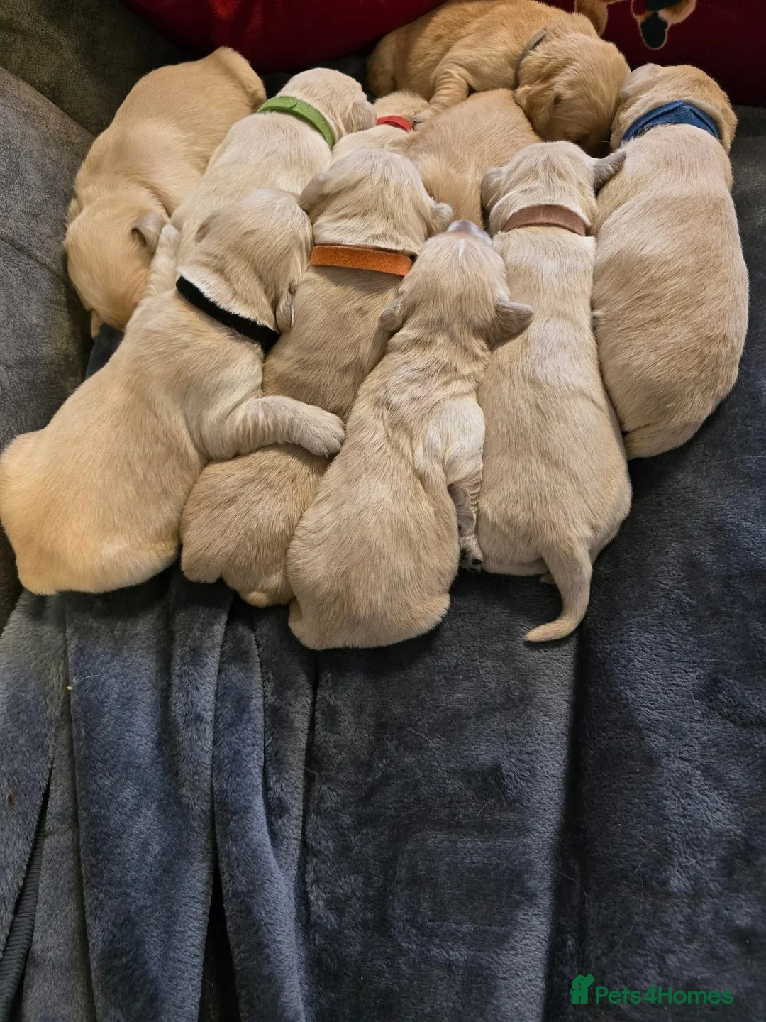 Golden Retriever dogs for sale: Stunning Golden Retrievers. 1 Boys / 1 Girls - Advert 6