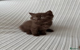 British Shorthair cats for sale: 🍫 Two Chocolate Girls British Shorthair Kittens🤎 - Image 9