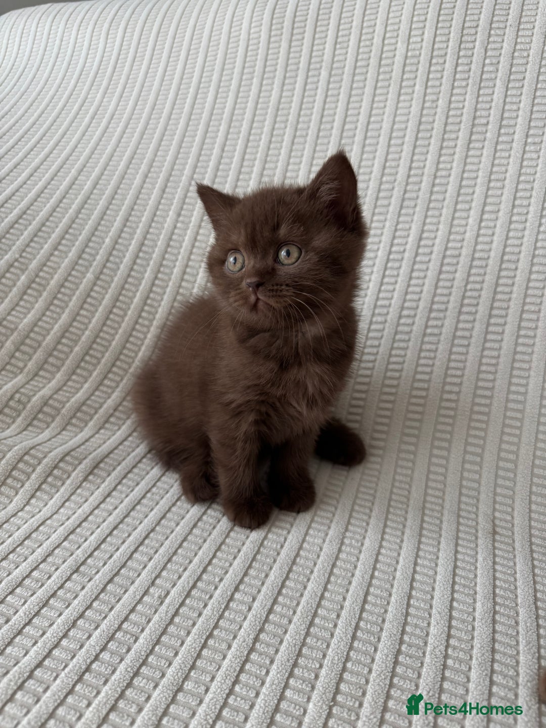 British Shorthair cats for sale: 🍫 Two Chocolate Girls British Shorthair Kittens🤎 - Image 9
