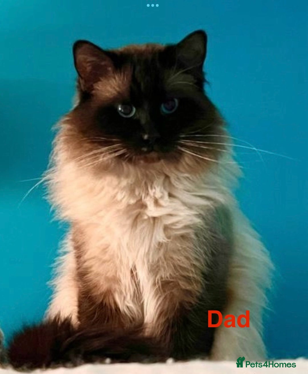 Ragdoll cats for sale: Ragdoll Kitten GCCF, ready now. - Image 18