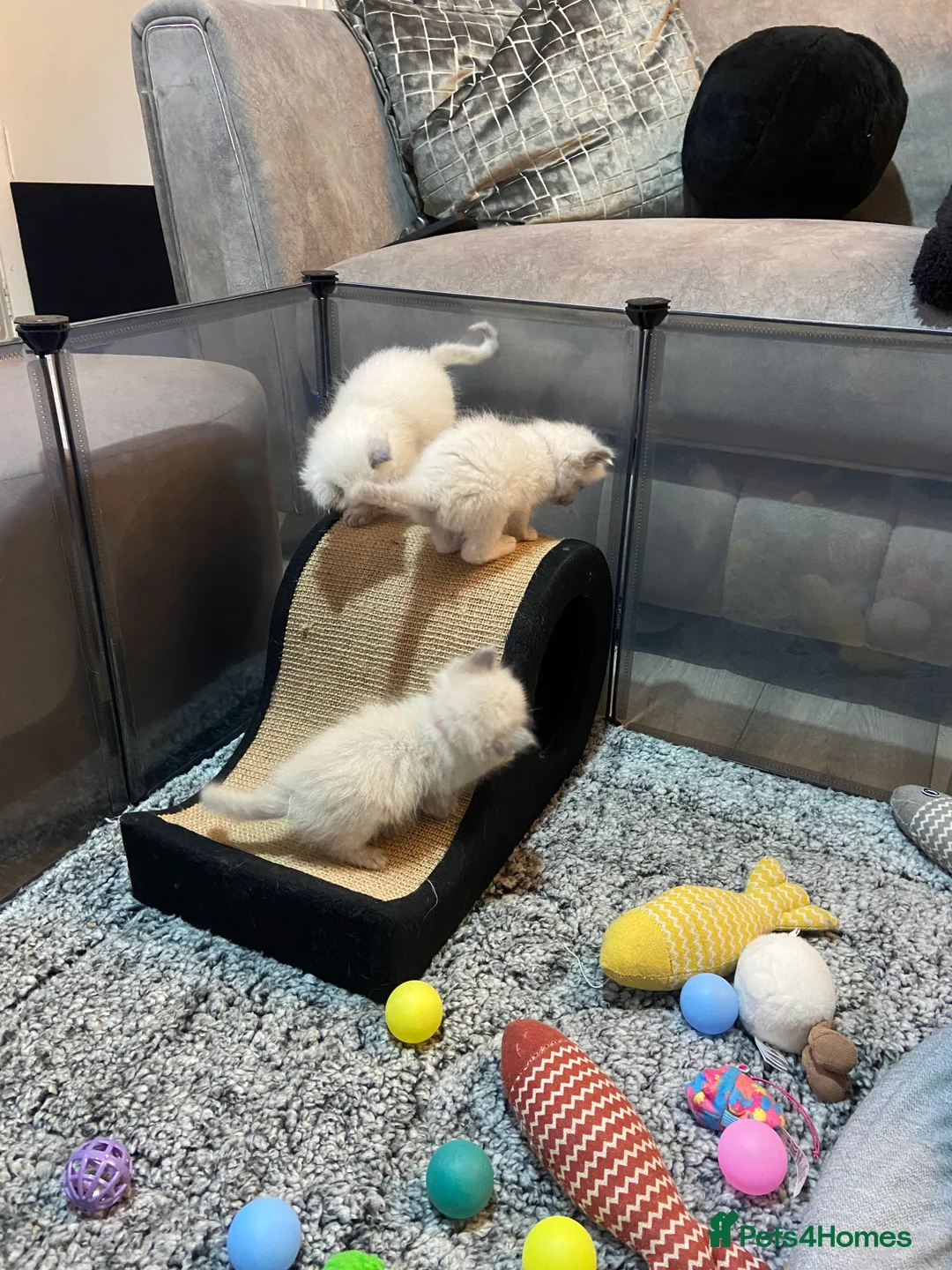 Ragdoll cats for sale: ❤️Beautiful Baby Ragdolls ❤️ - Advert 8