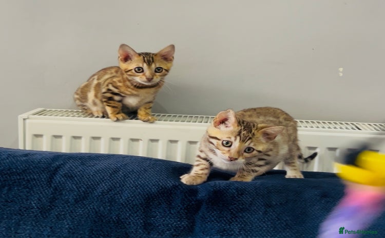 Bengal cats - Advert 14