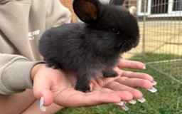 Mini Lop rabbits for sale: Adorable Baby Mini Lop Rabbits – Ready Soon! ✨🐰 - Image 9