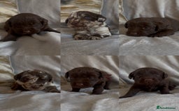 Labradoodle dogs for sale: The best selection of chocolates 😍 - Image 1