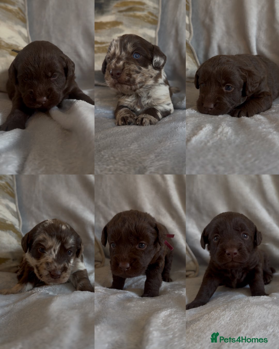 Labradoodle dogs for sale: The best selection of chocolates 😍 - Image 1