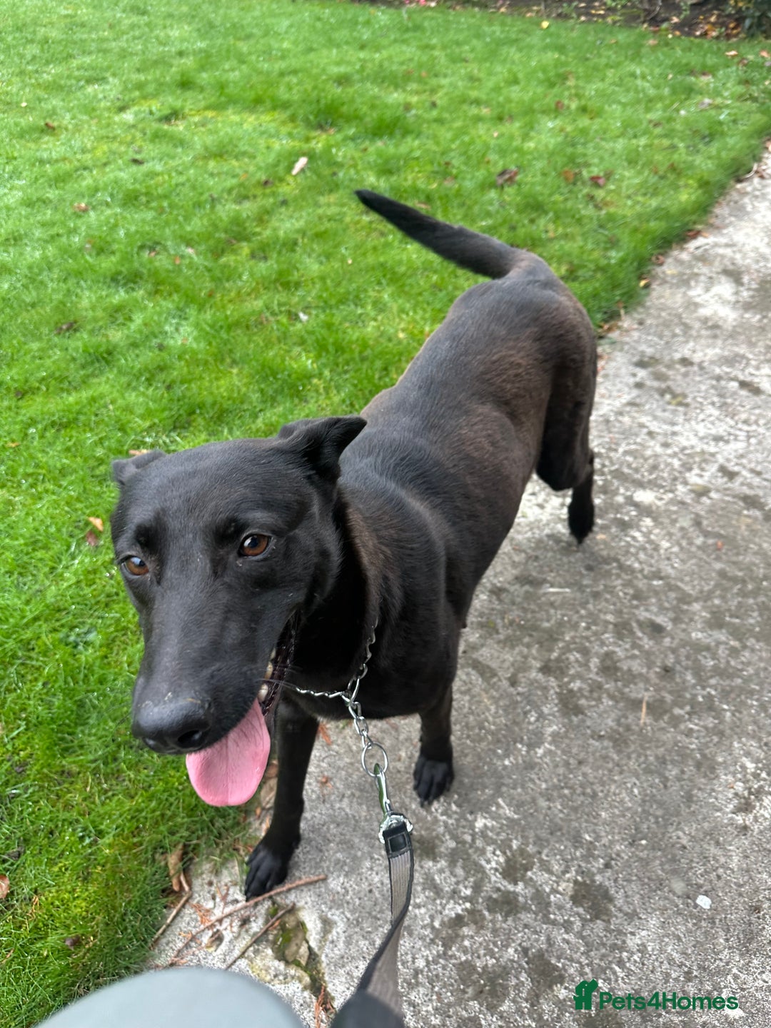 Mixed Breed dogs for sale: Belgian Malinois X Lurcher - Advert 1