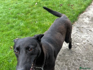 Mixed Breed dogs Belgian Malinois X Lurcher - Advert 1