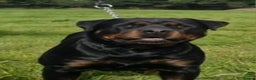 Rottweiler dogs for sale: Champion Pedigree Rottweiler Puppies - Advert 3