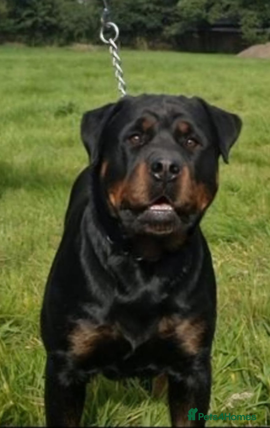 Rottweiler dogs for sale: Champion Pedigree Rottweiler Puppies - Advert 3