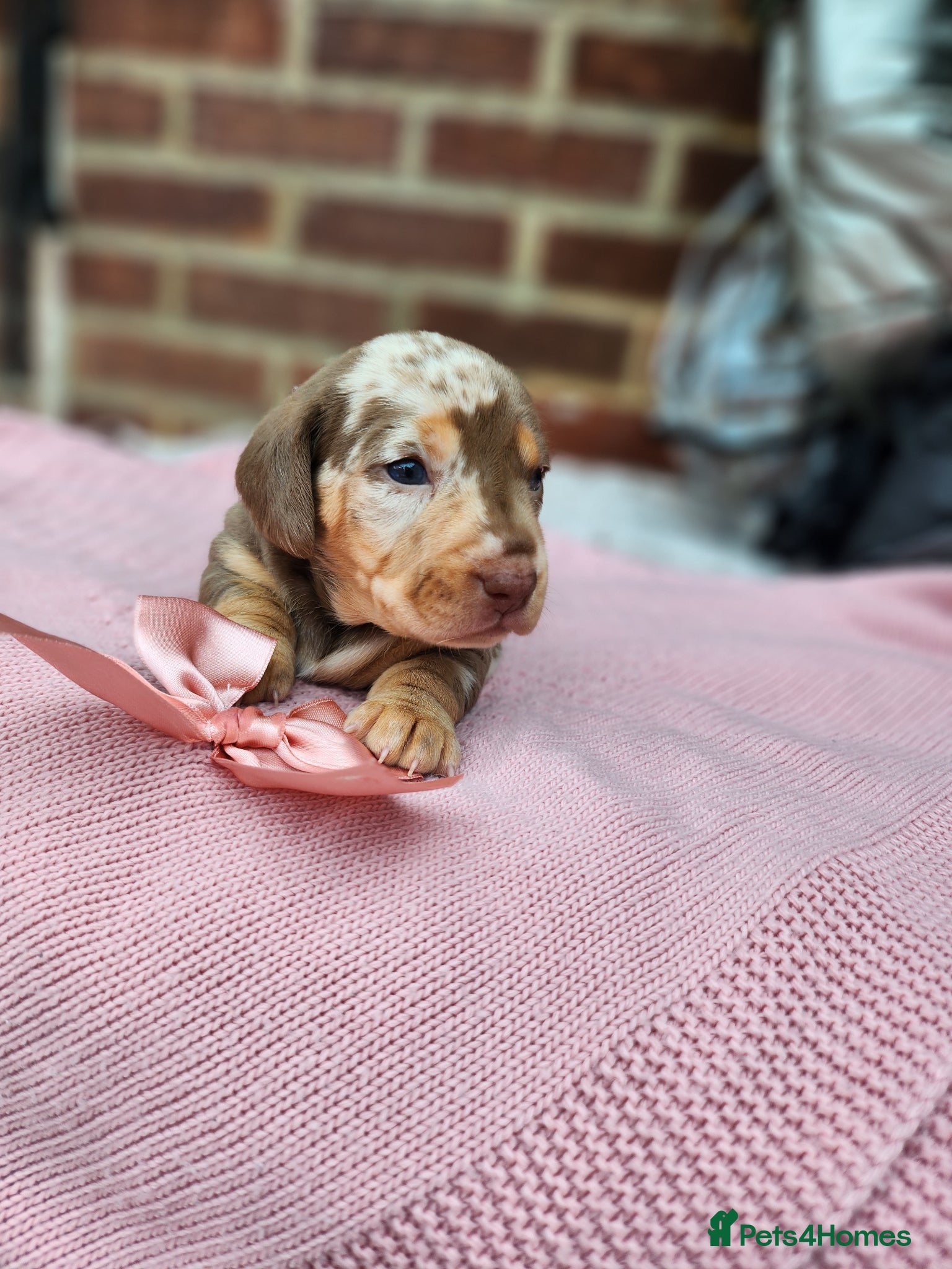 Miniature Dachshund dogs Beautiful miniature Daschunds for sale  - Advert 1