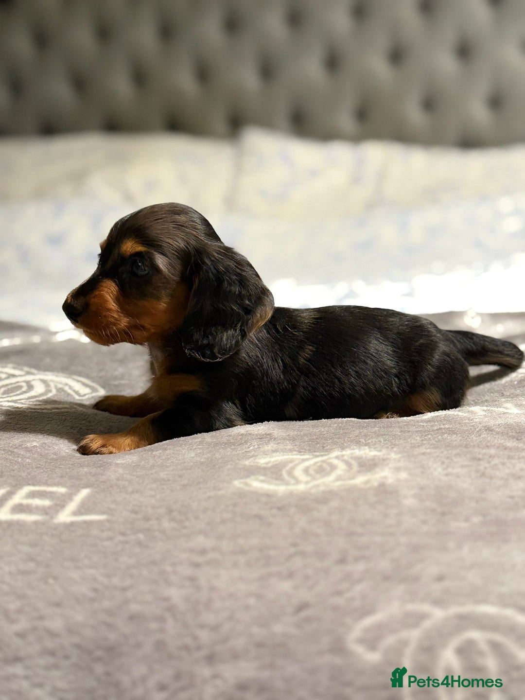 Dachshund dogs for sale: Beautiful dachshunds - Image 14