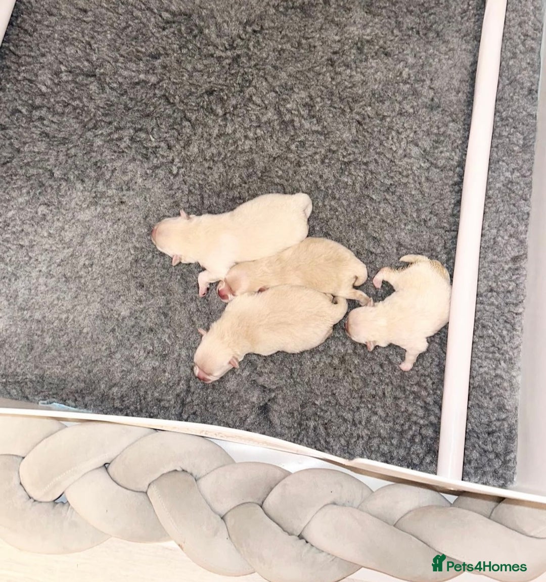 Pomeranian dogs for sale: Champion blood line teddy bear Pomeranian pups  - Advert 3