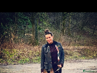 German Shepherd dogs German Shepherd pups Black&Sable..stunning litter! - Advert 4