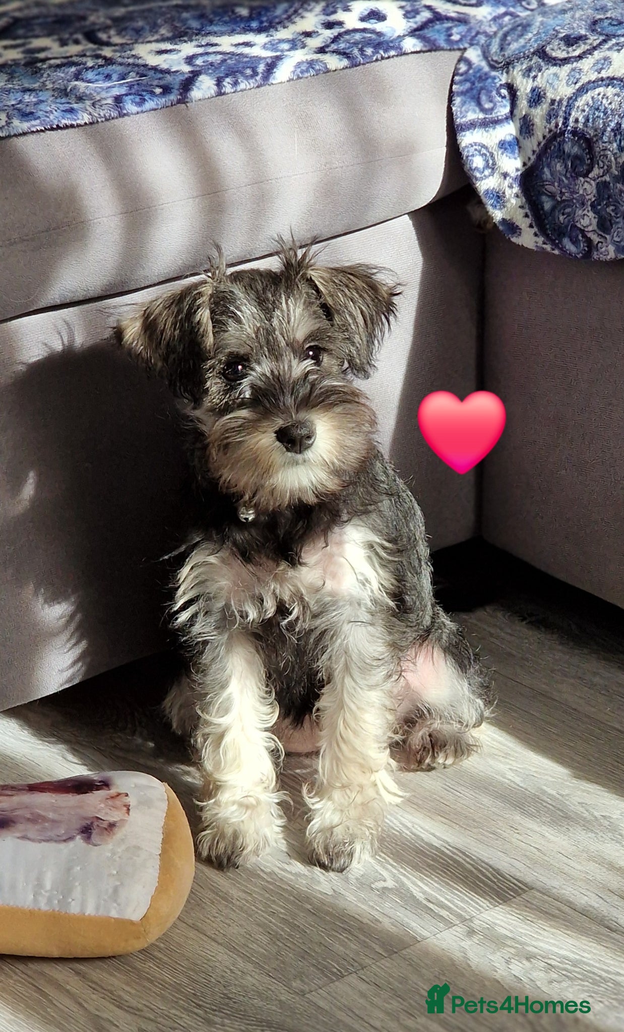 Miniature Schnauzer dogs 4 miniature schnauzers girls - Advert 18