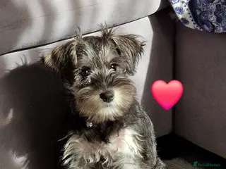 Miniature Schnauzer dogs 4 miniature schnauzers girls - Advert 18