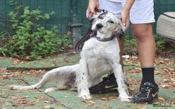 English Setter dogs for adoption: Txispa - Image 5