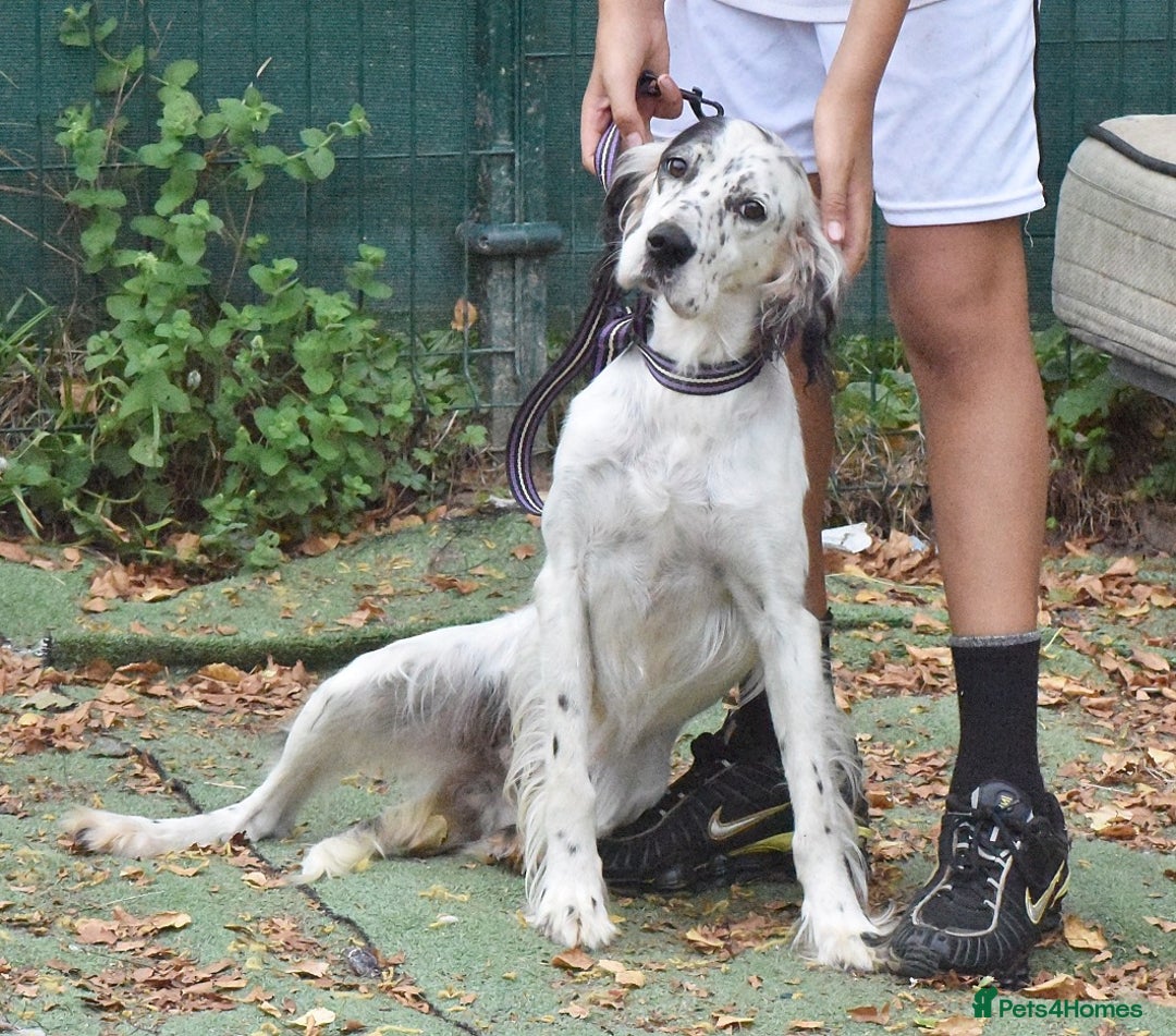 English Setter dogs for adoption: Txispa - Image 5