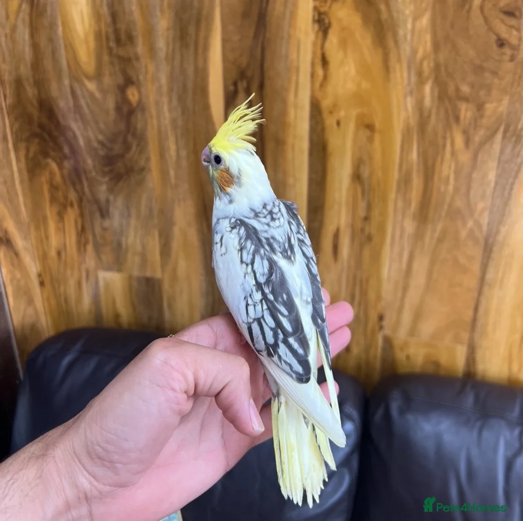 Cockatiels birds for sale: Baby Cockatiels  - Advert 5