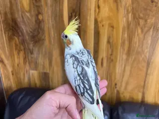 Cockatiels birds Baby Cockatiels - Advert 5