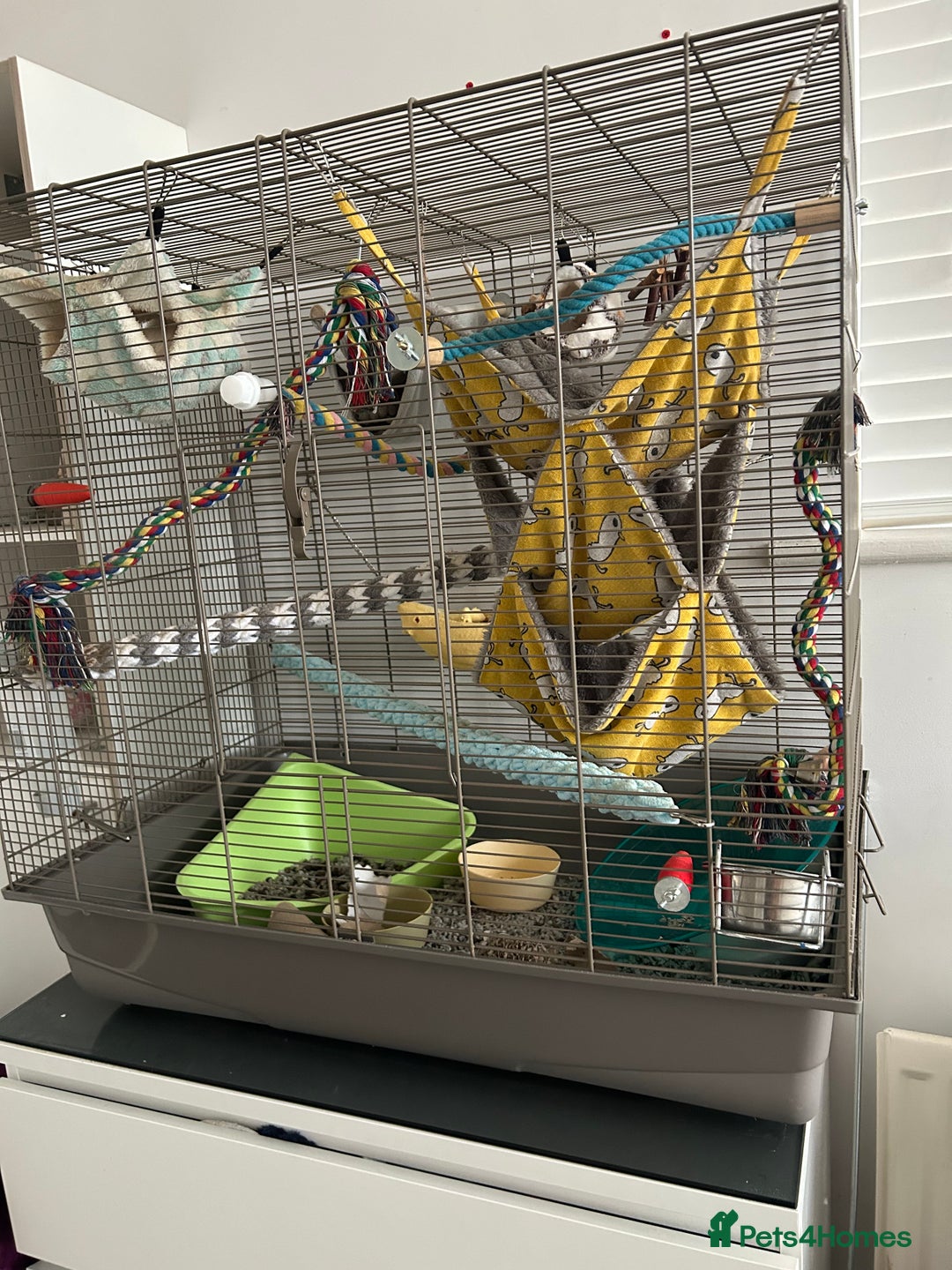 Rat rodents for sale: 2 x female rats for rehoming - Image 6