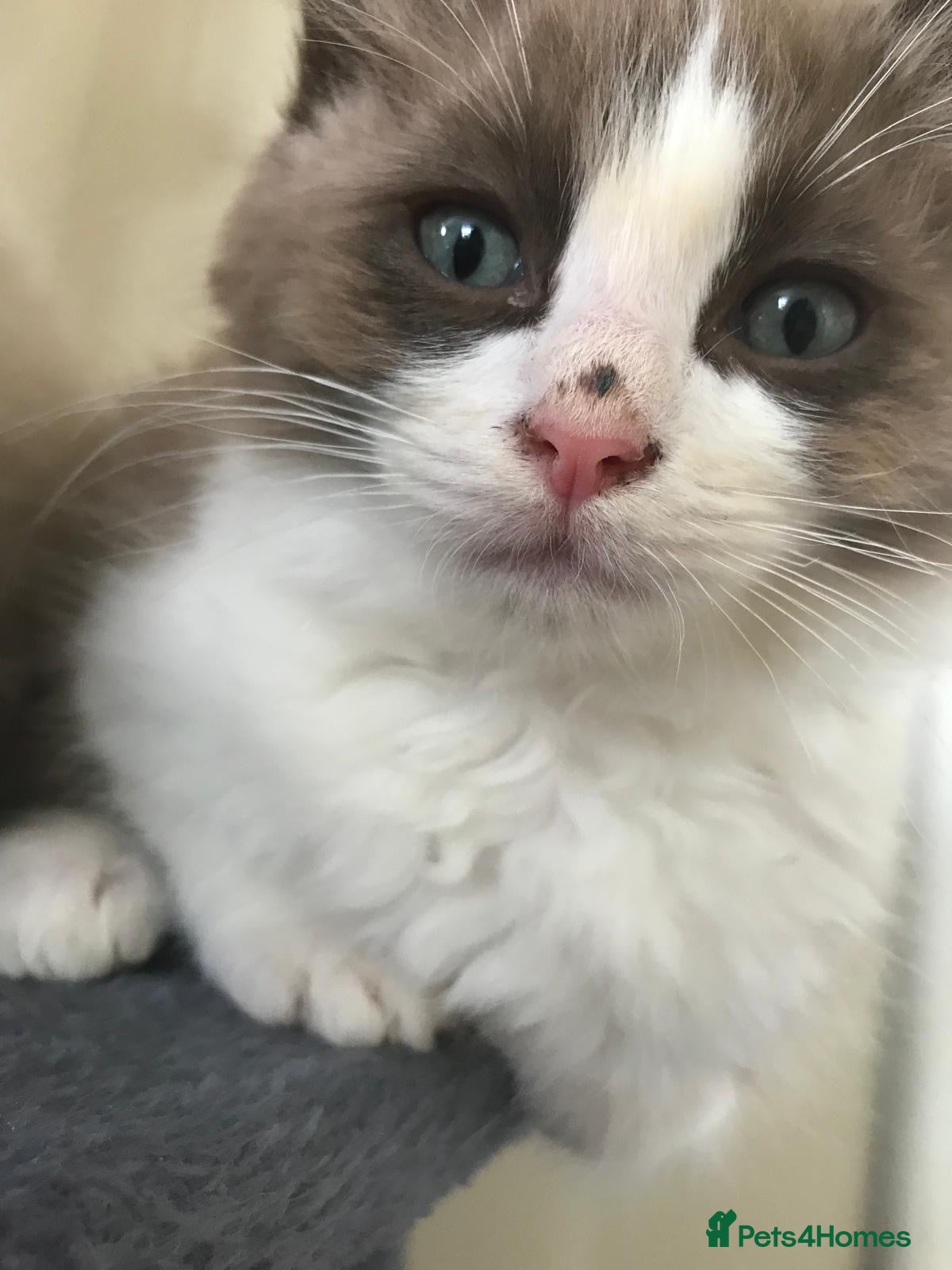 Ragdoll cats Beautiful mink coloured ragdolls kittens ready now - Advert 17