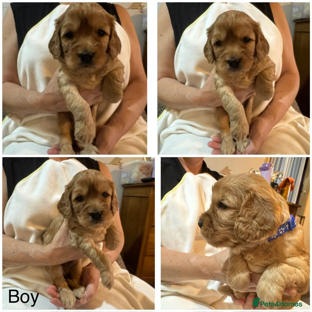 Cavapoo dogs for sale: Cute bundles of sweetness  - Image 11