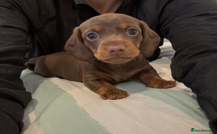 Dachshund dogs - Advert 6