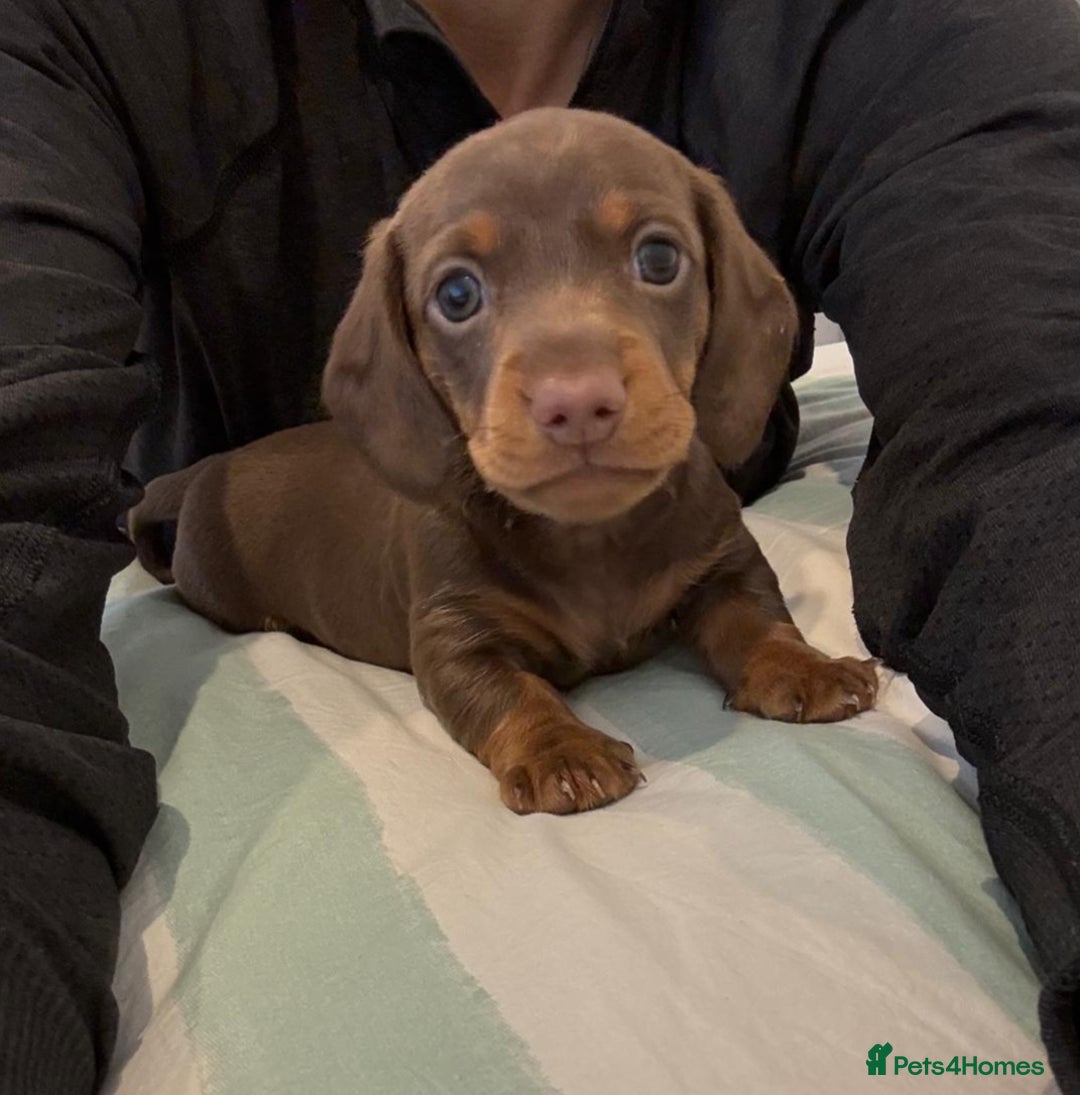 Dachshund dogs for sale: PERFECT MINIATURE DACHSHUNDS BABIES 🐶 - Image 2