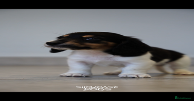 Miniature Dachshund dogs Miniature long haired dachshund  - Advert 10