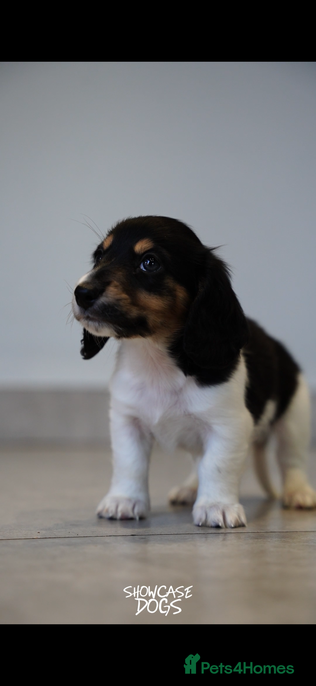 Miniature Dachshund dogs for sale: Miniature long haired dachshund  - Advert 3