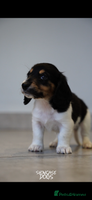 Miniature Dachshund dogs Miniature long haired dachshund - Advert 5