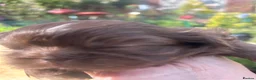 Shih Tzu dogs for sale: Imperial Shihtzu Chocolates - Advert 3
