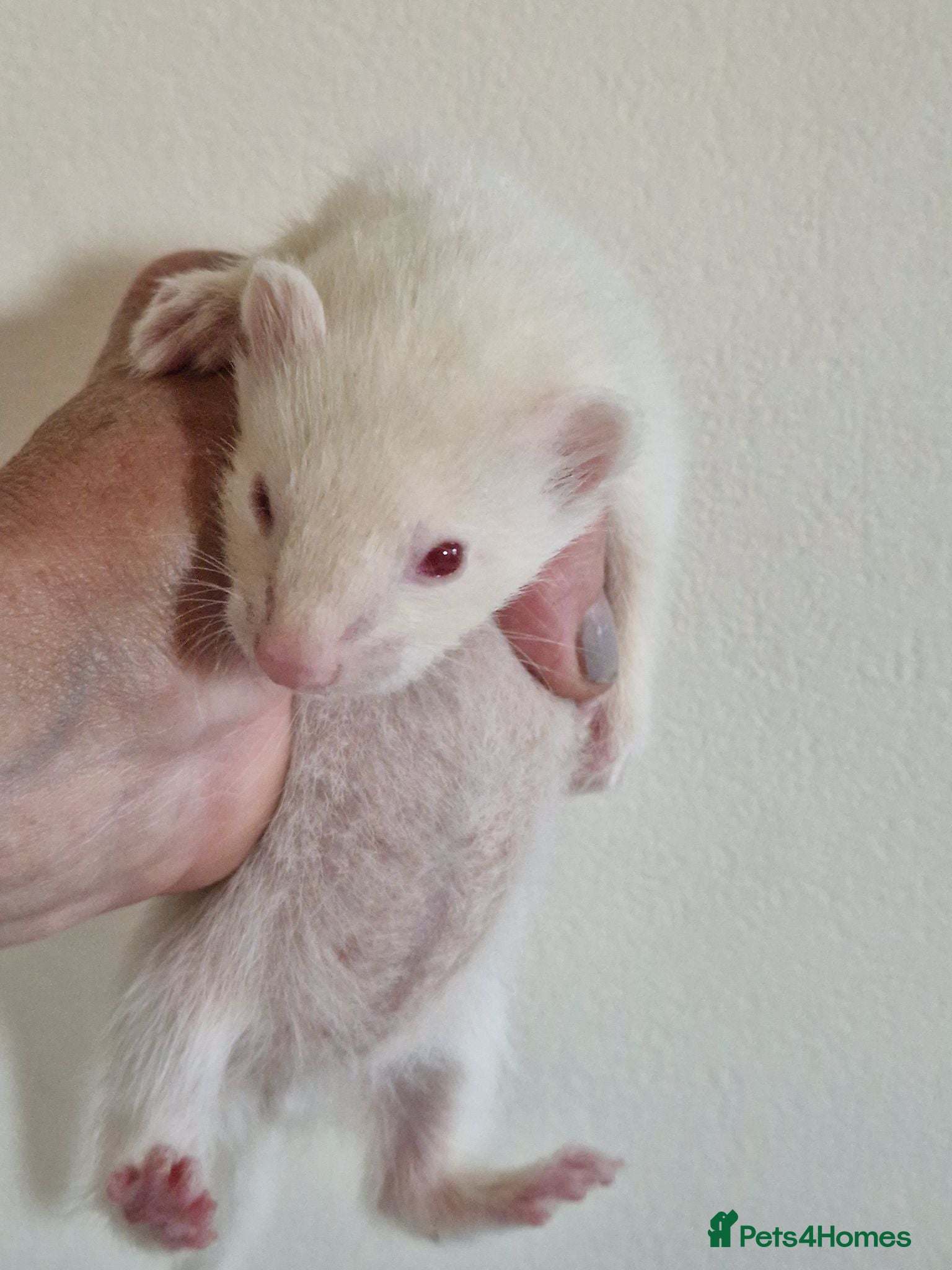Ferret rodents Ferret kits - Advert 1