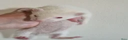 Ferret rodents for sale: Ferret kits(half micro) - Advert 5