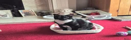 Domestic Shorthair cats for sale: Tuxedo cat needs a new home in Liversedge - Advert 3