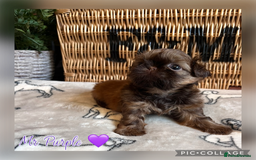 Shih Tzu dogs for sale: Stunning KC chocolate imperial Shihtzu puppies - Image 19