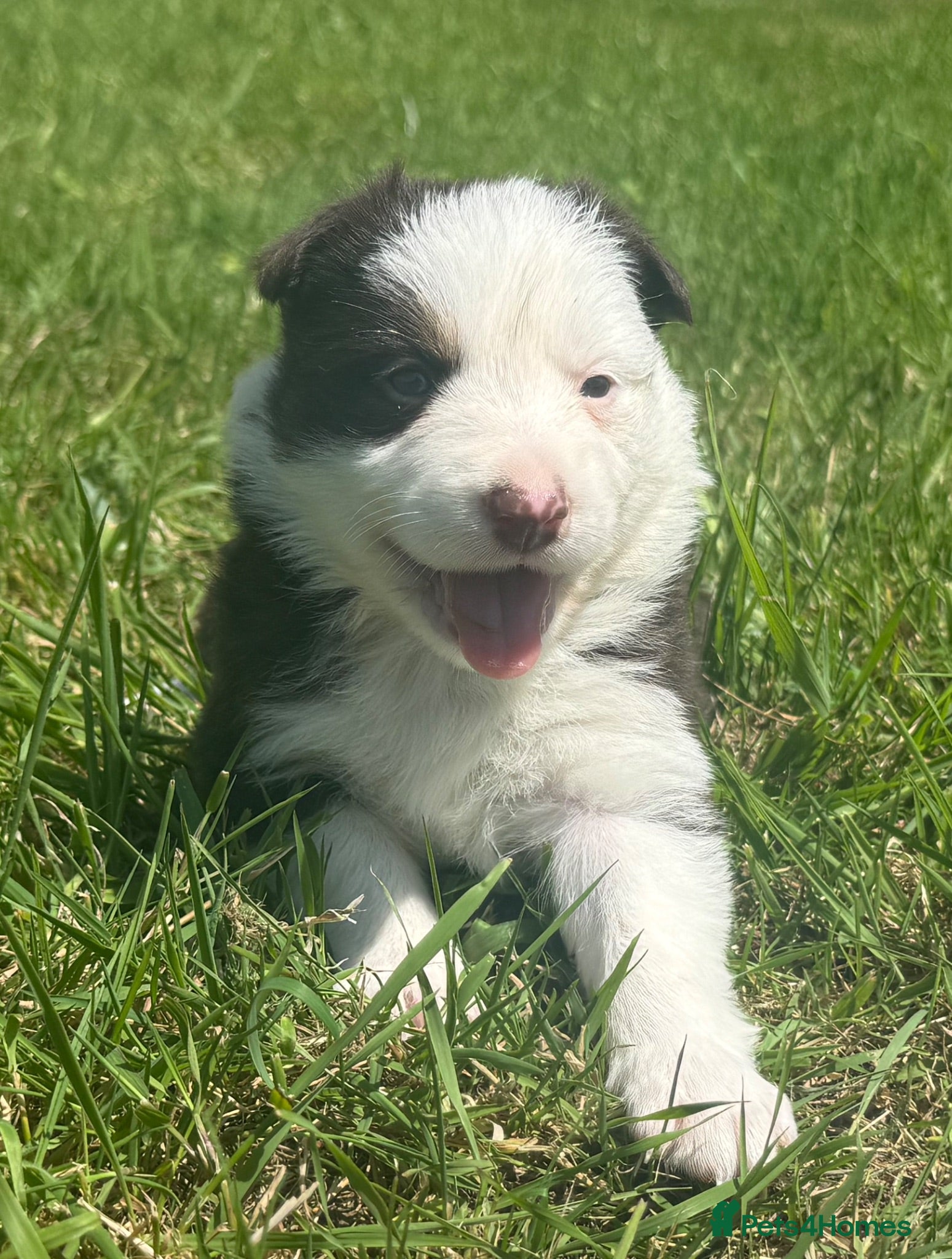 Border Collie dogs Red Tricolour Border Collie - Advert 2