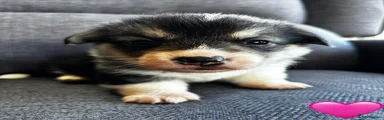 Welsh Corgi Pembroke 8