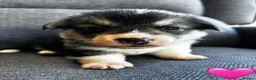 Welsh Corgi Pembroke dogs for sale: KC Registered Pembroke Welsh Corgi Puppies in Salisbury - Advert 10
