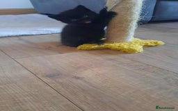 British Shorthair cats for sale: Unexpected Bundle of Joy - Image 10