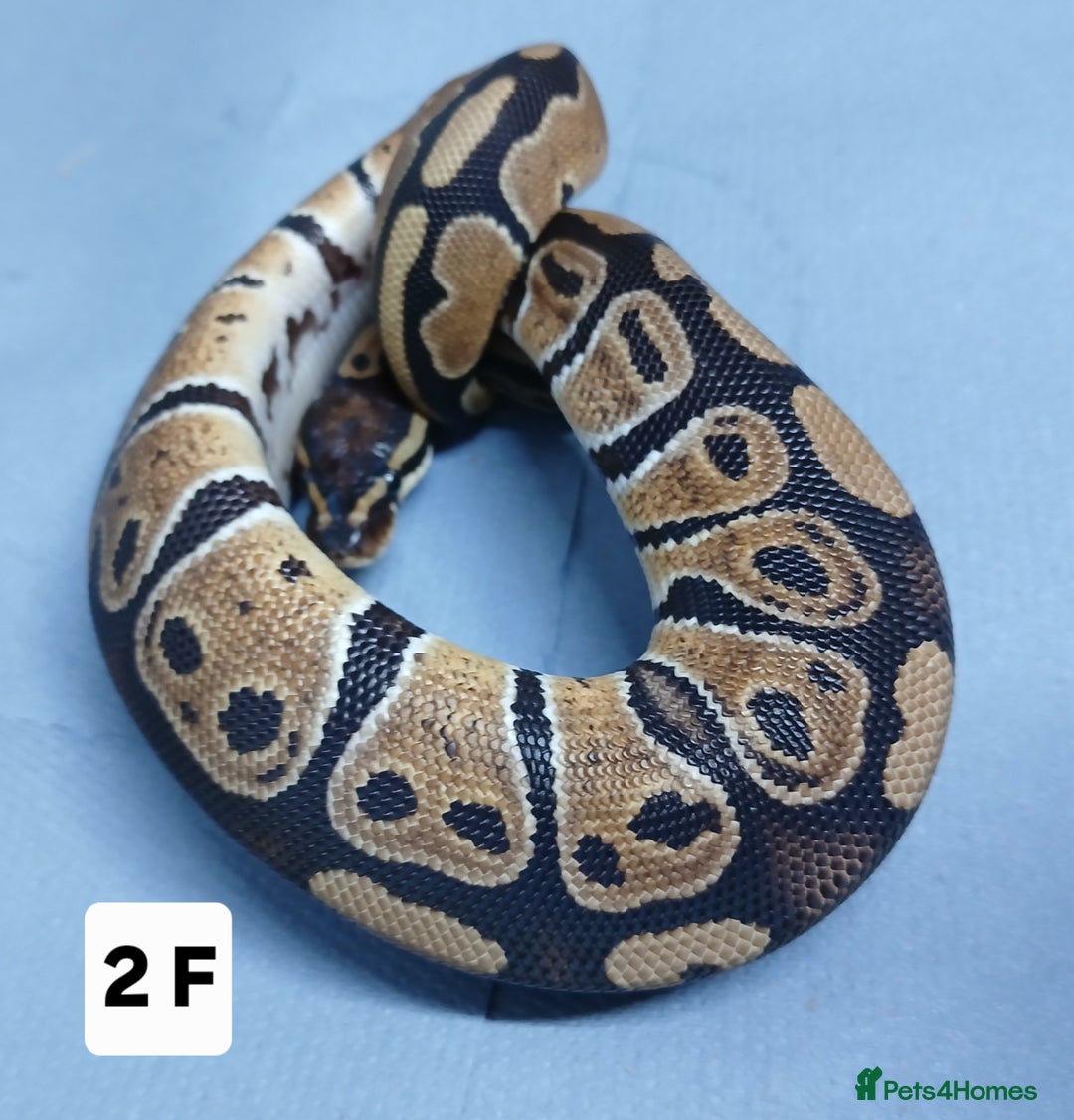 Python Snake reptiles for sale: Hatchling Royal Python's Females  - Advert 5