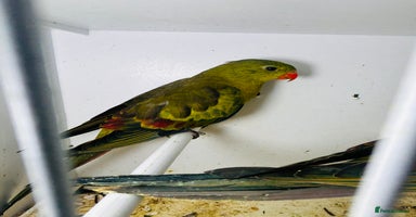 Parakeets birds - Advert 1