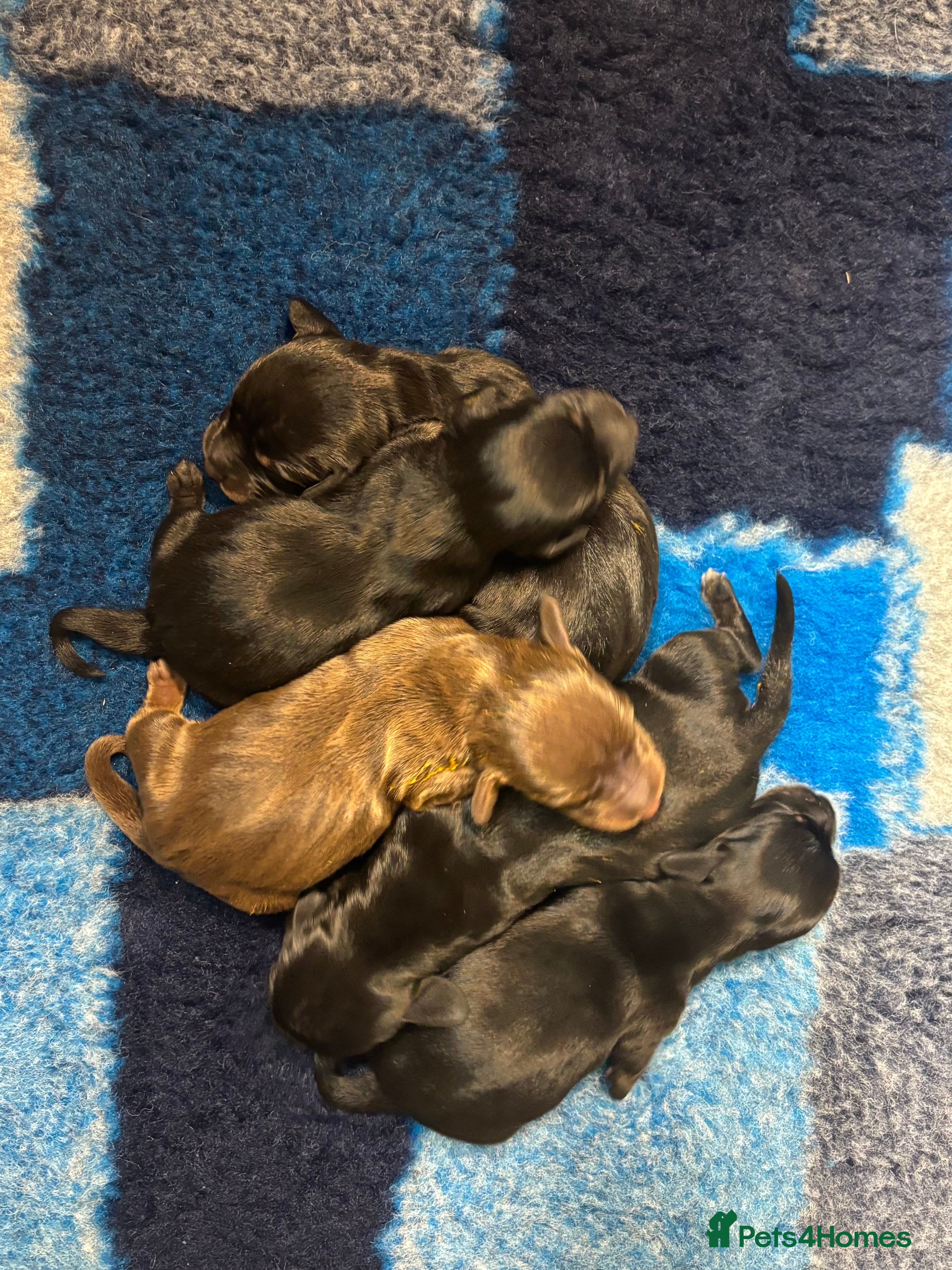Miniature Dachshund dogs Miniature Dachshund Puppies - Advert 7