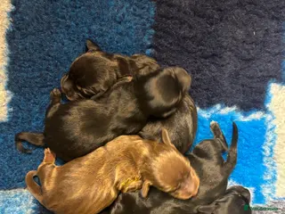Miniature Dachshund dogs Miniature Dachshund Puppies - Advert 7