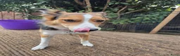 Mixed Breed dogs for sale: Border x Welsh Collie  - Advert 5