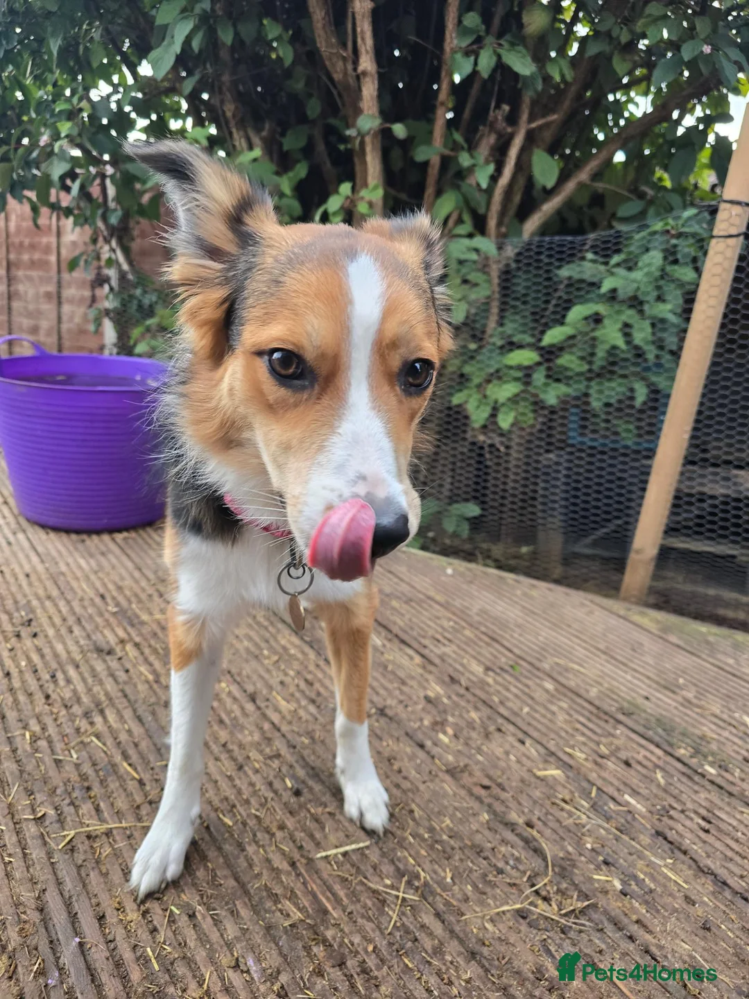 Mixed Breed dogs for sale: Border x Welsh Collie  - Advert 5