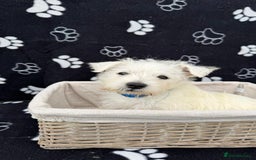 West Highland Terrier dogs for sale: West White Highland Terrier - KC registered  - Image 7