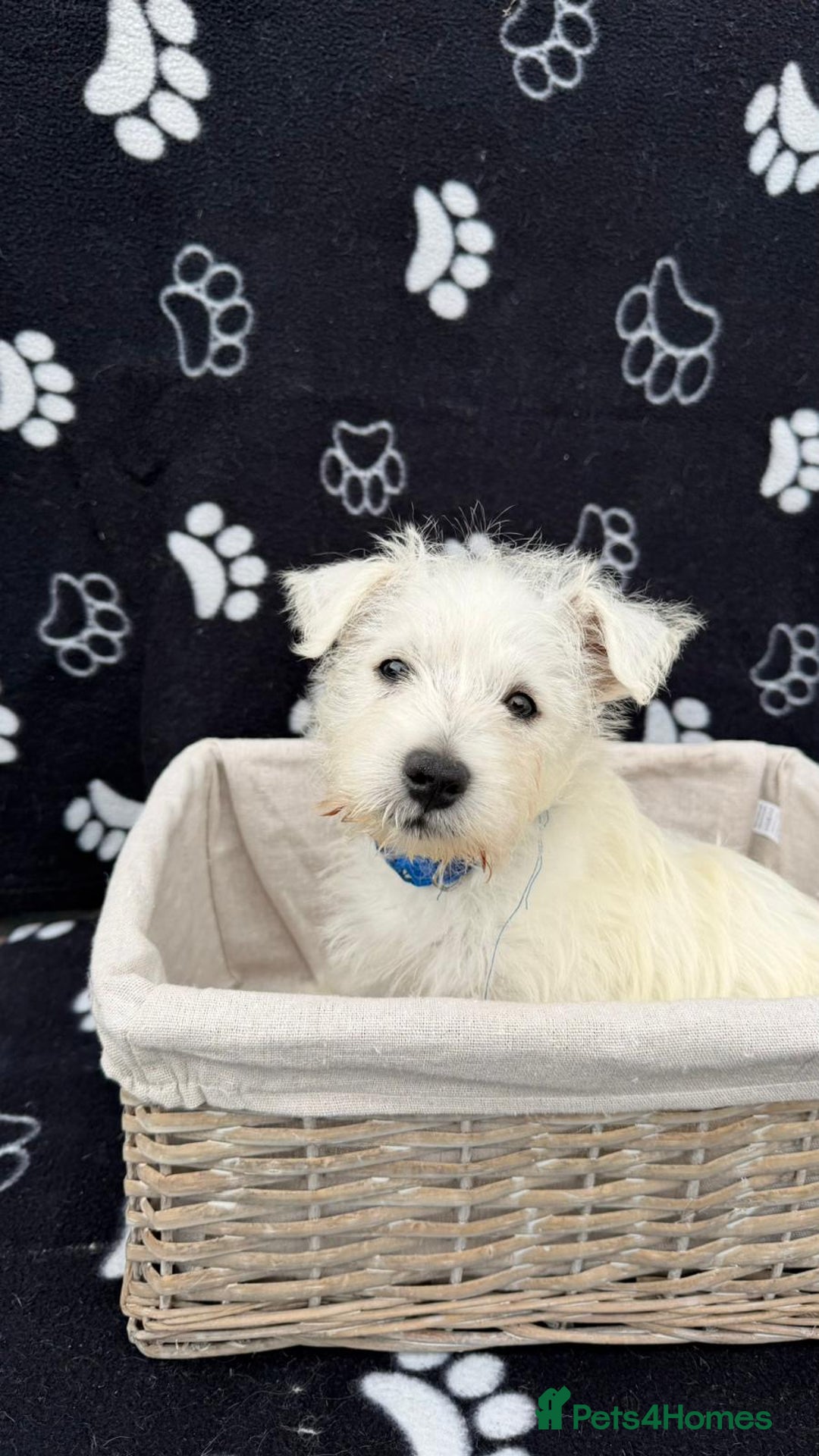 West Highland Terrier dogs for sale: West White Highland Terrier - KC registered  - Image 7