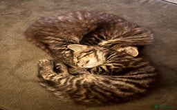 Mixed Breed cats for sale: Adorable kittens for sale  - Image 6